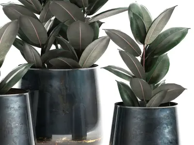 Ficus trees in a pot for the interior 868 3D model