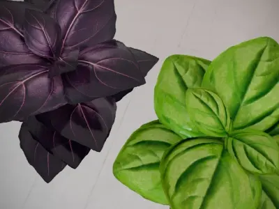 Basil Free 3D model