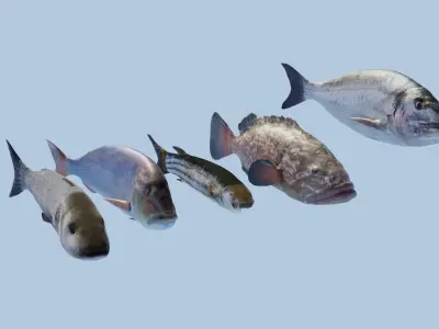  Collection of 5 photorealistic fishes animated