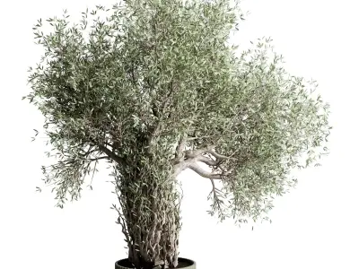 indoor plant 475 pot plant tree concrete dirt vase 3D model