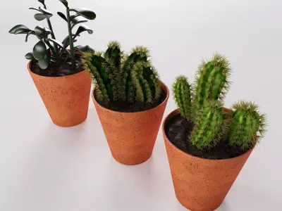 Decorative succulent potted plants 3D model