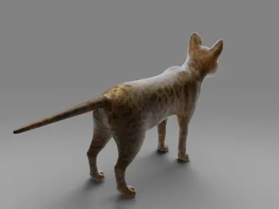 Cat Grey NO Rigged in Blender  Low-poly 3D model