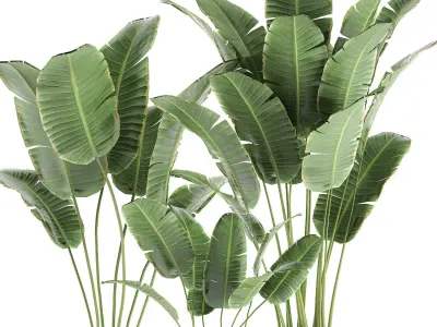 Banana palms in classic flowerpot for the interior 593 3D model