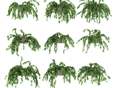 Ivy in pot 9 models v2 3D model