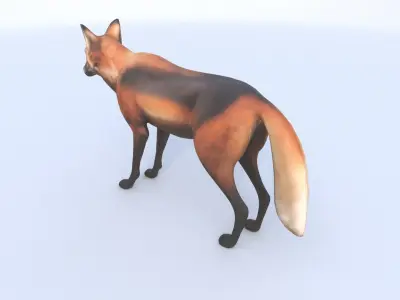Maned Wolf 3D model