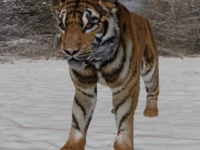 Tiger  Low-poly 3D model