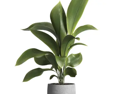 indoor plant 022 3D model