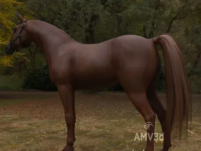 Polish Horses - Arabian Extended License Low-poly 3D model