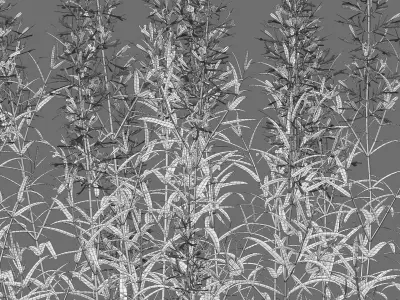 Agastache rupestris - Sunset Hyssop 3D model