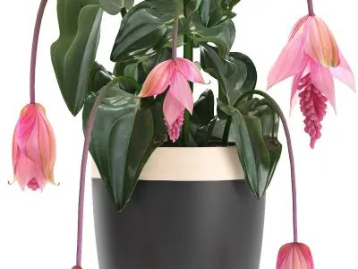 Collection Exotic plants Medinilla magnifica 3D model