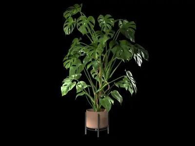 Monstera Plant Realistic 3D model
