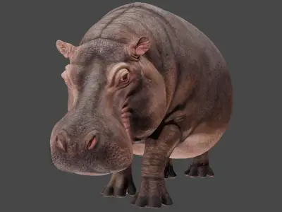 Hippopotamus 3D model