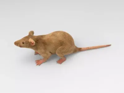 Mouse rat 3D model
