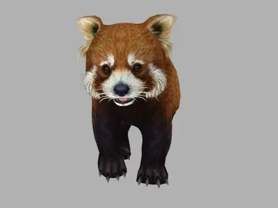 red panda racoon palm civet  Low-poly 3D model