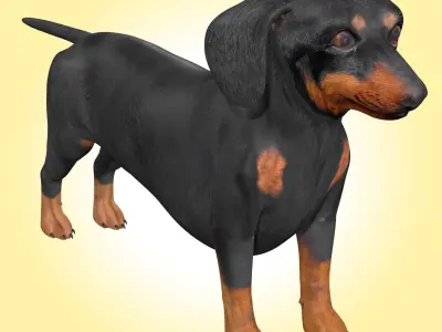 Dachshund Dog  3D model