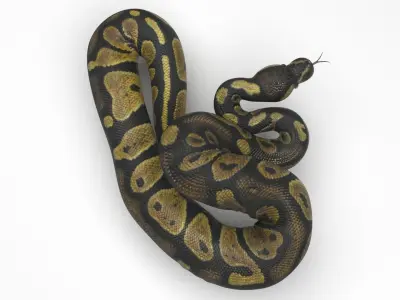 Chocolate Ball Python Snake 3D model