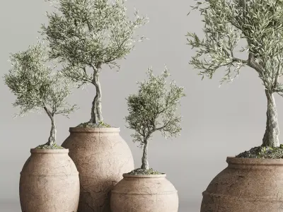 plant collection olive 3D model