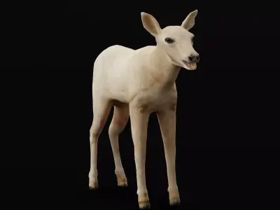 Oryx Gemsbok Calf Antelope Low-poly 3D model