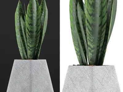 Plants Collection 114 3D model