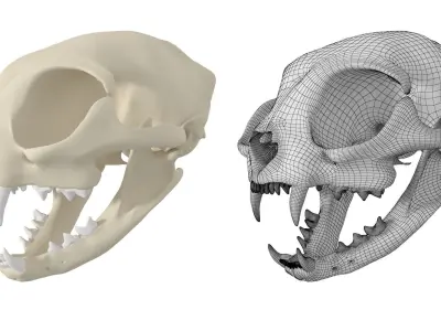 Cat Skull 3D model