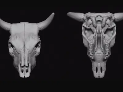 Cattle Skull 3D model