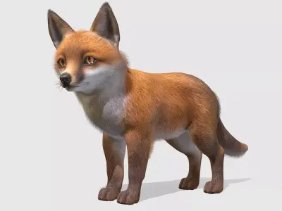 Fox - Cub Low-poly 3D model