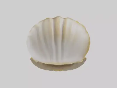 Clam opening shell model 3D model