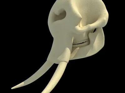 Realistic Elephant Skull 3D model