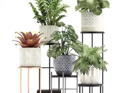 Collection of Exotic plants 3D model