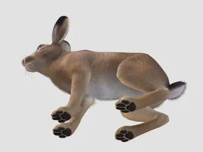 Hare - Male Low-poly 3D model
