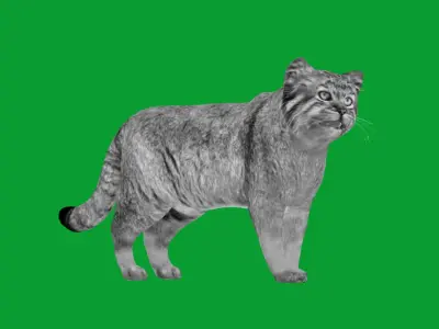 Pallas Manul Cat Breed Low-poly 3D model