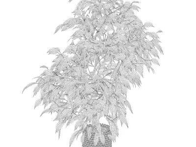 Ficus benjamina in wooden pot 3D model