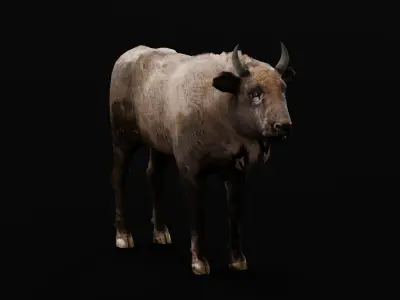 European bison Calf Low-poly 3D model
