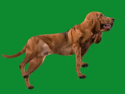 Bloodhound Dog Low-poly 3D model