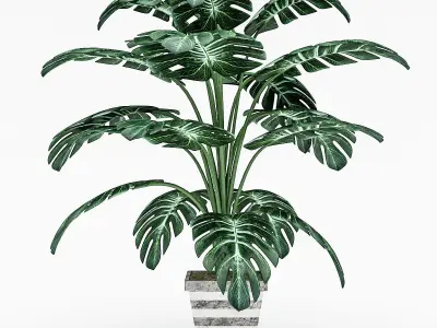Monstera Leaves 3D Model Low-poly 3D model