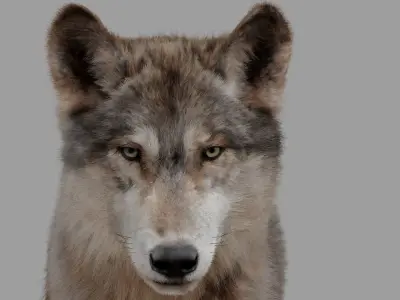 wolf with fur 3D model