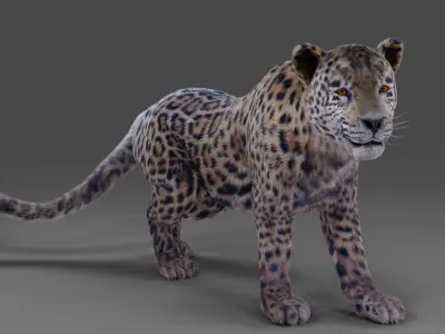  Fur Jaguar V01 Panther Rigged in Blender Low-poly 3D model