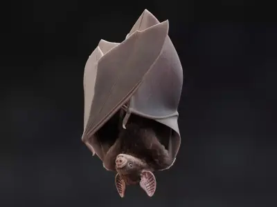 Vampire Bat in Hanging Pose - Rigged 3D model