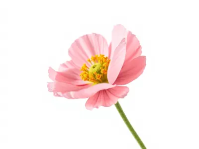 Papaver Pink Flower Detailed Petal Model Pack Low-poly 3D model