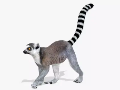 Ring-tailed lemur Low-poly 3D model