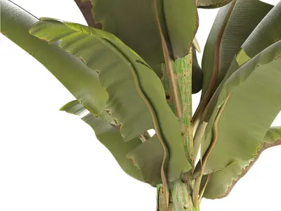Plant in Pot Flowerpot Exotic Plant 3D model 22