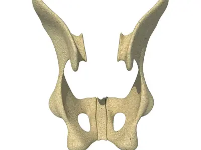 Animal Animal Pelvis  3D model
