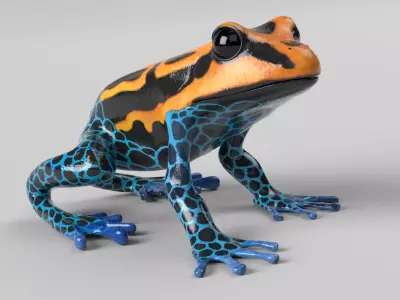 Poison Dart Frog Animated Low-poly 3D model