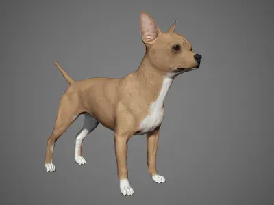 Chihuahua Real-Time Low-poly 3D model