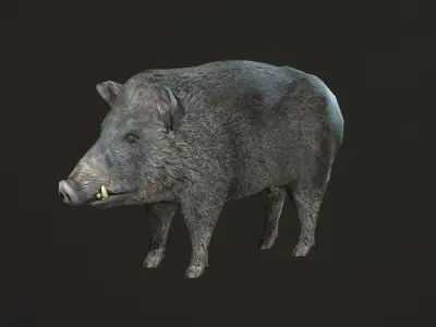Wild Boar Low-poly 3D model purchase