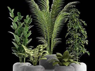 Indoor plant collection 03 3D model