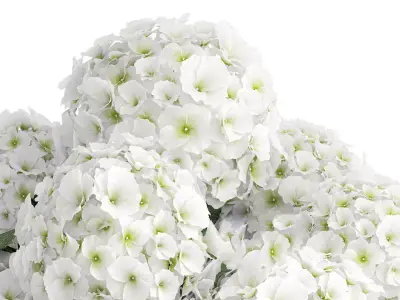 Beautiful  bouquet decoration glass vase white hydrangea 603 3D model