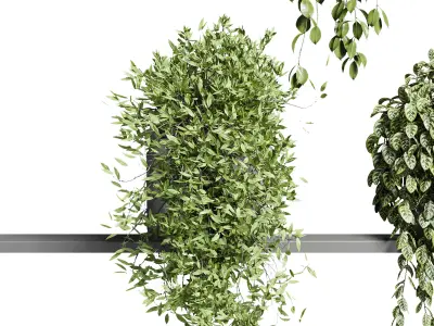 wall plant hanging plants collection Indoor plant 3D model