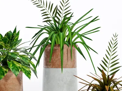 Decorative plant set-5 3D model
