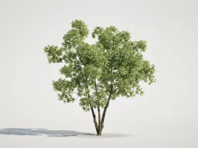 Tree Set 01 - UE5 and Others Low-poly 3D model
